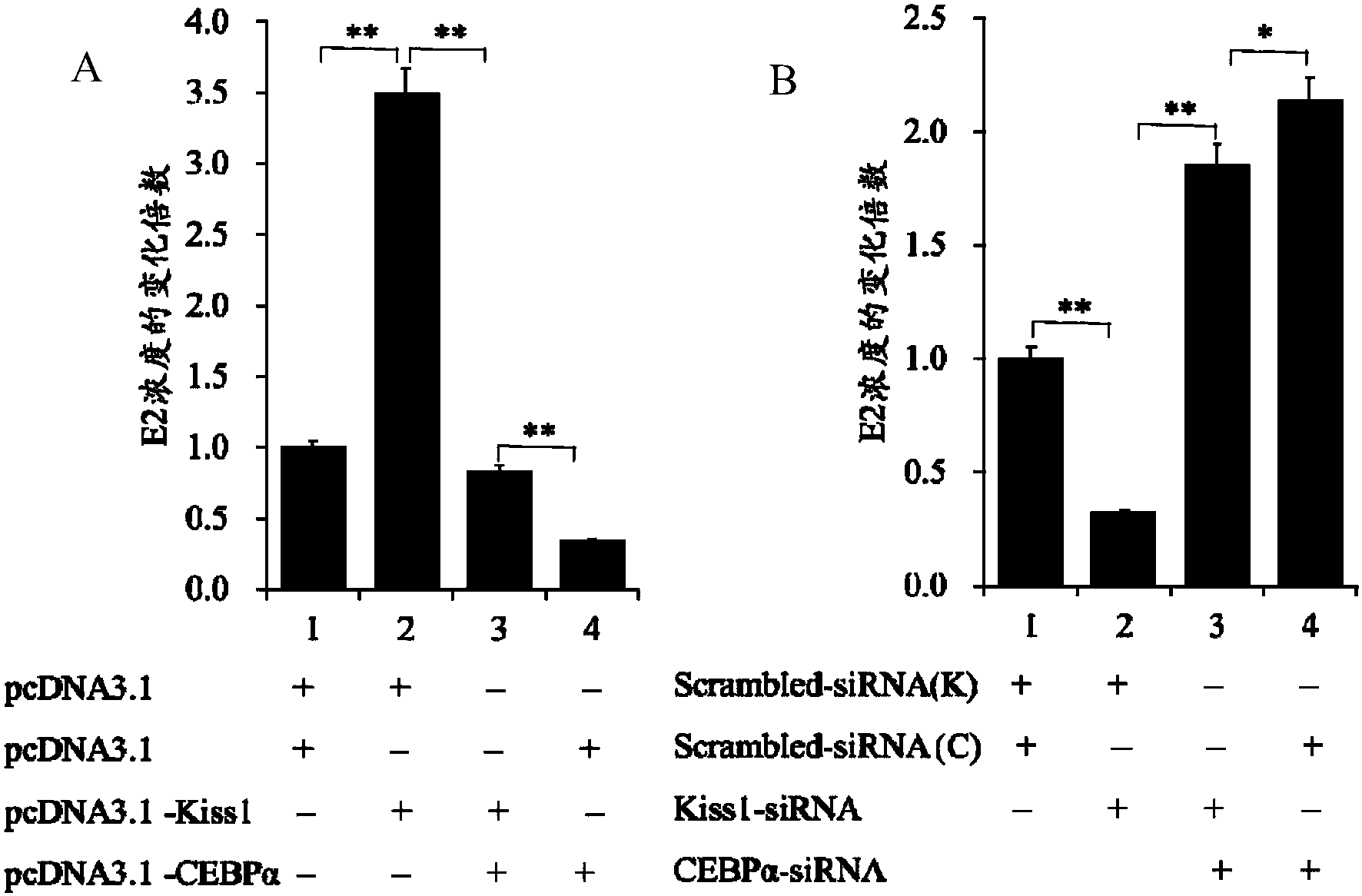 转录因子cebpα作为kiss1启动子区的转录因子的应用