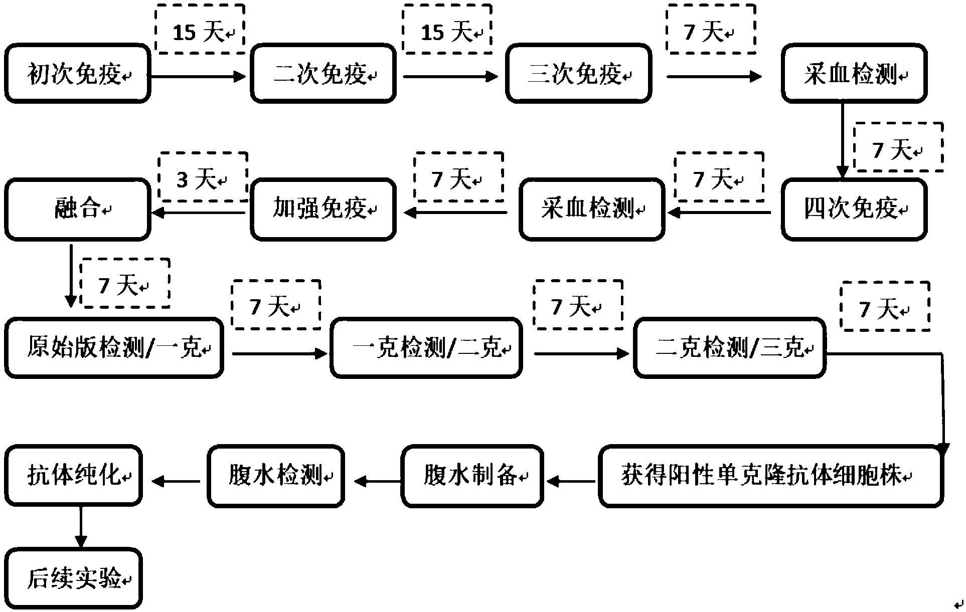 抗体制备的一般流程图图片