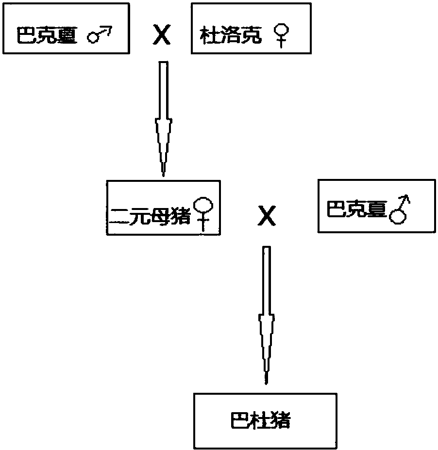 本发明包括种猪选育杂交和饲料饲养,其中种猪选育杂交具体为采用巴克