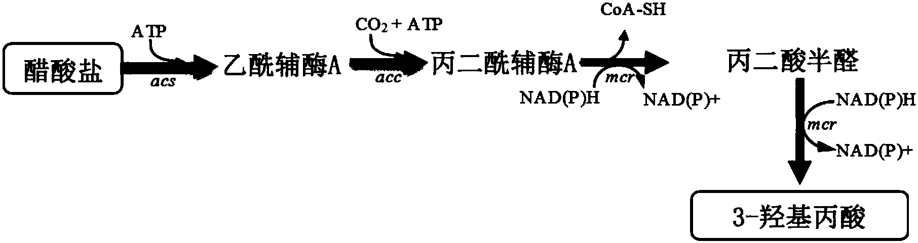 一種生產3羥基丙酸的重組假單胞菌其構建方法及其應用