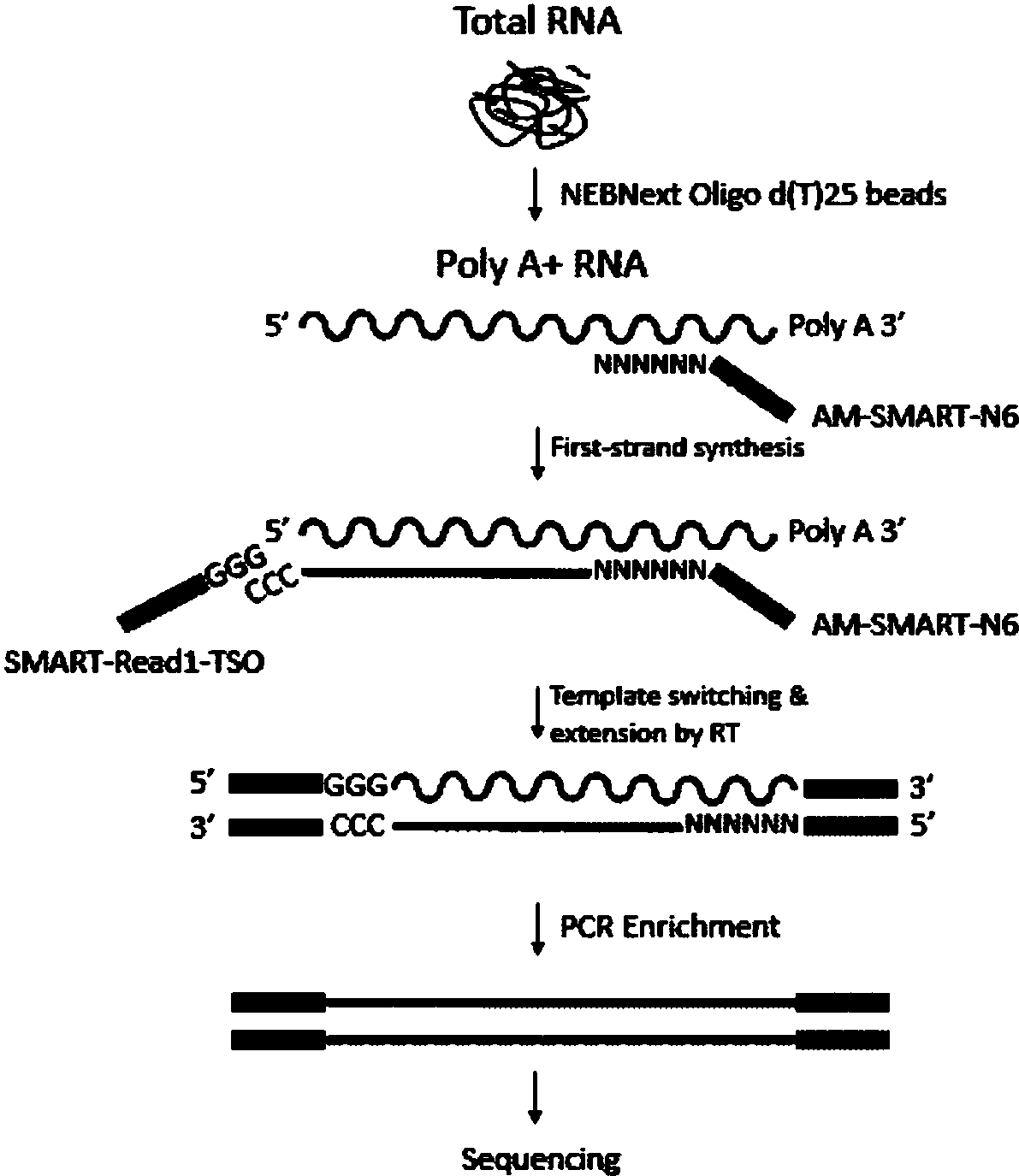方法包括:首先进行polya富集和rna片段化:将所得加入逆转录引物am62