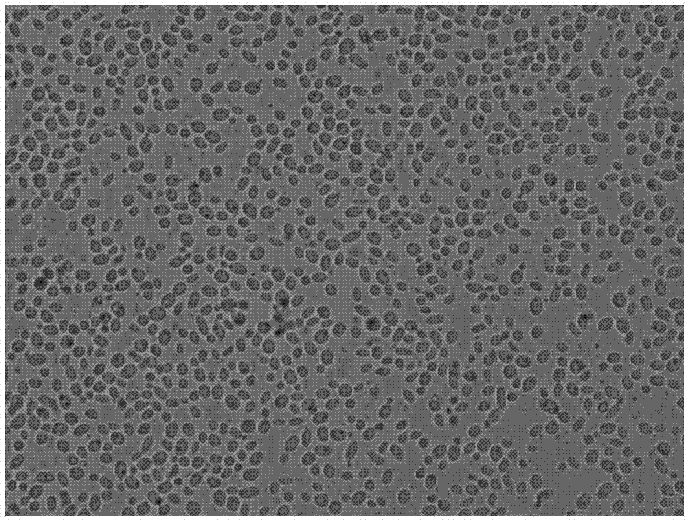 烟草悬浮细胞的培养方法