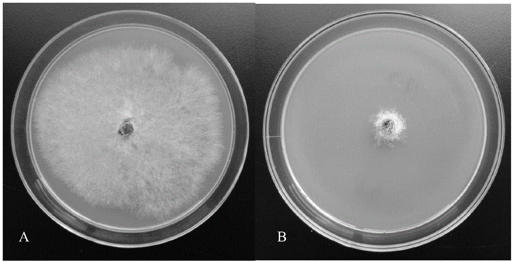 一株高效橡胶树根病生防拮抗放线菌及其应用