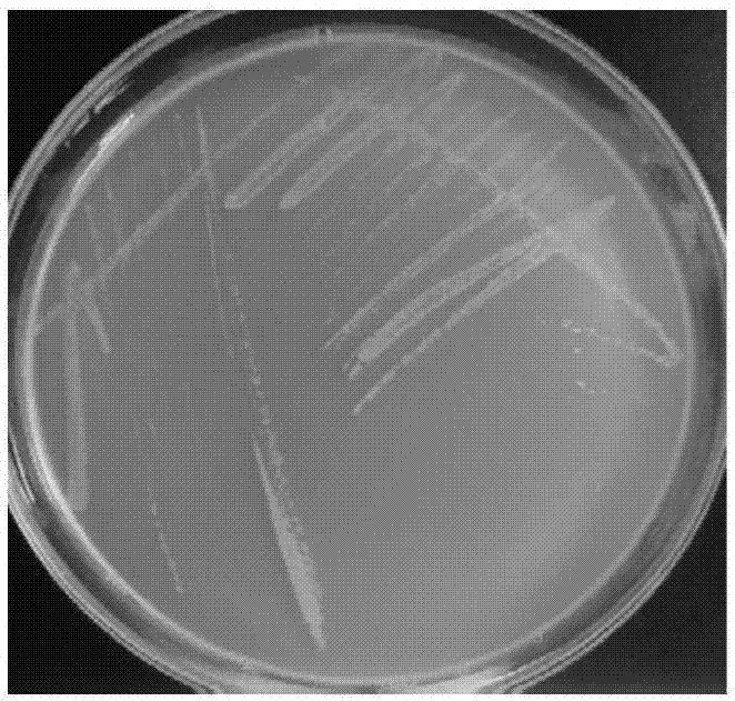cn109234207a_一株醋酸菌及其应用在审