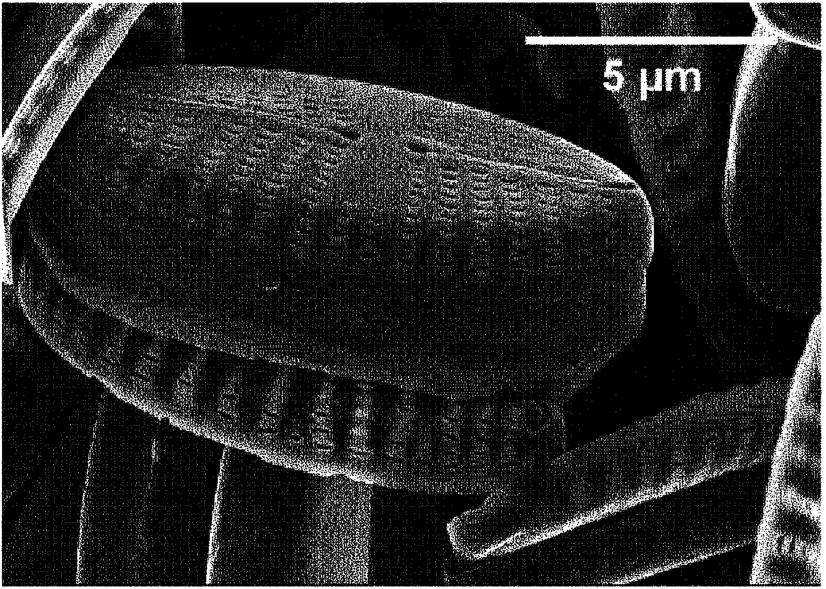 从由工业生物膜处理收获的底栖羽纹硅藻中提取的硅藻壳