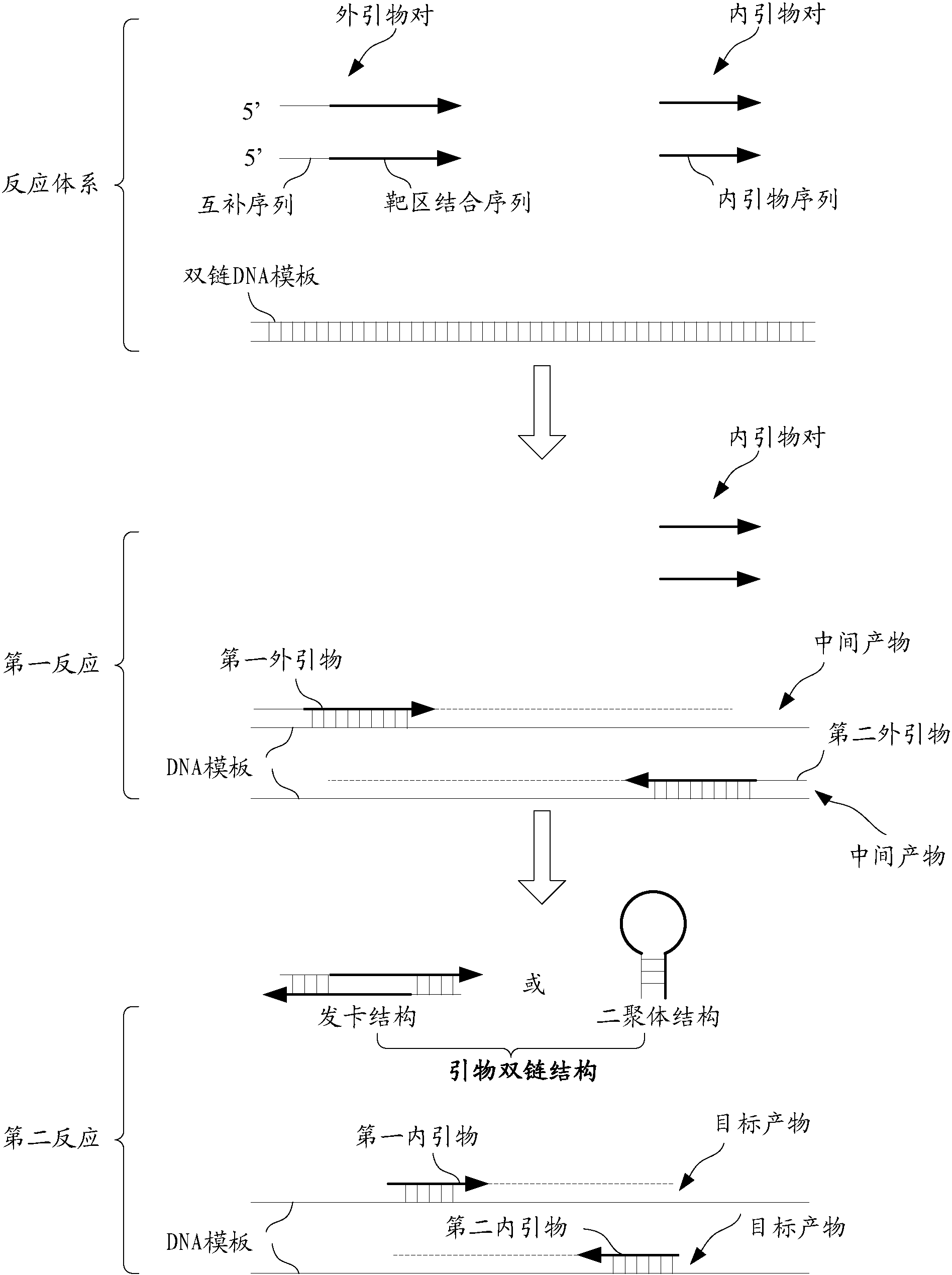 pcr反应原理示意图图片