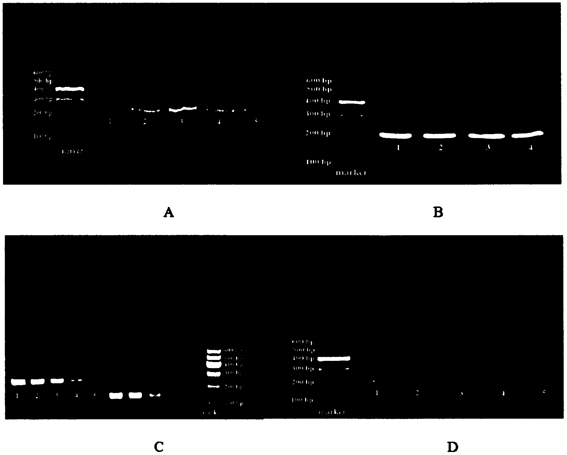类风湿关节炎大鼠炎症因子qrtpcr检测标准曲线的建立方法