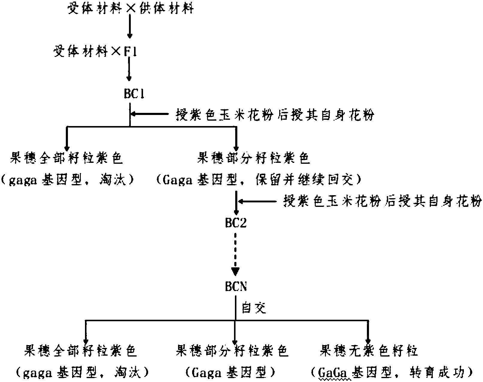 一种玉米单向杂交不亲和基因导入系单株基因型判定方法