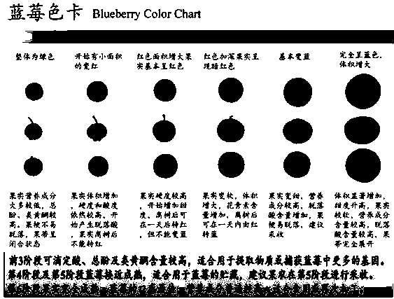 一种判定蓝莓果实成熟等级的比色卡