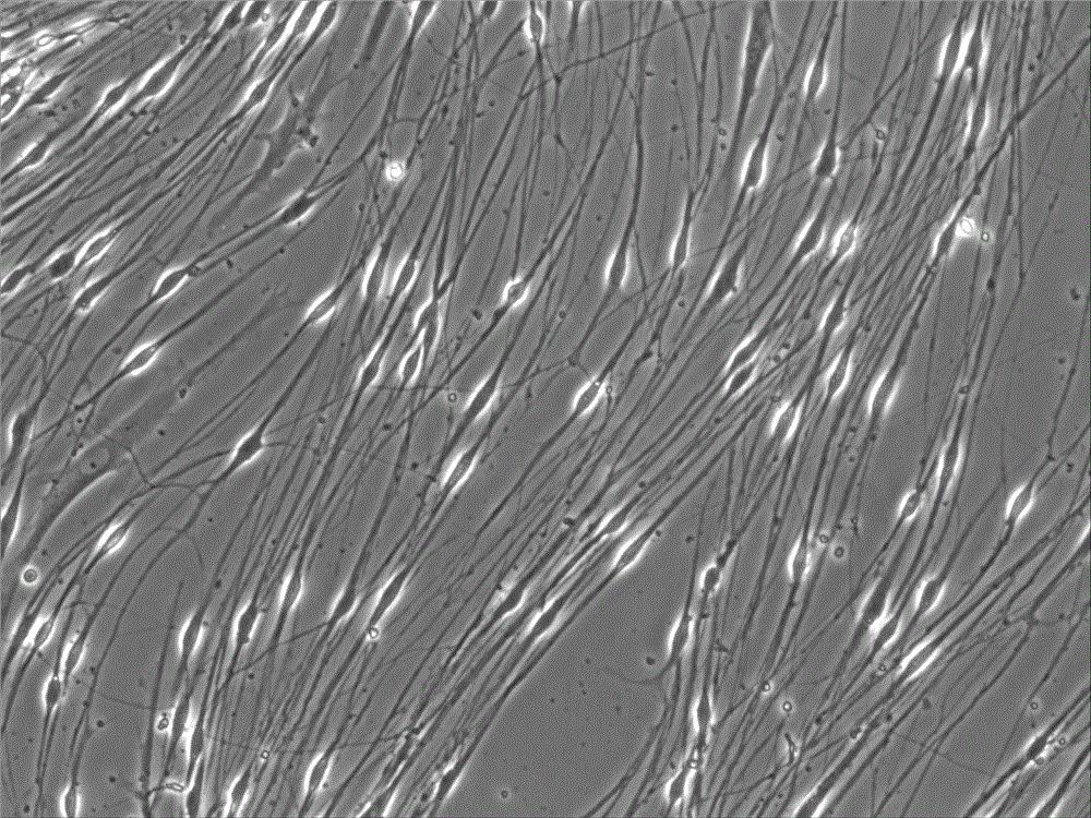一种sd大鼠背根神经节细胞培养方法