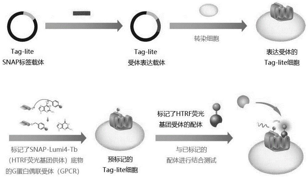 利用taglite结合分析实验技术筛选腺苷a2a受体配体的方法