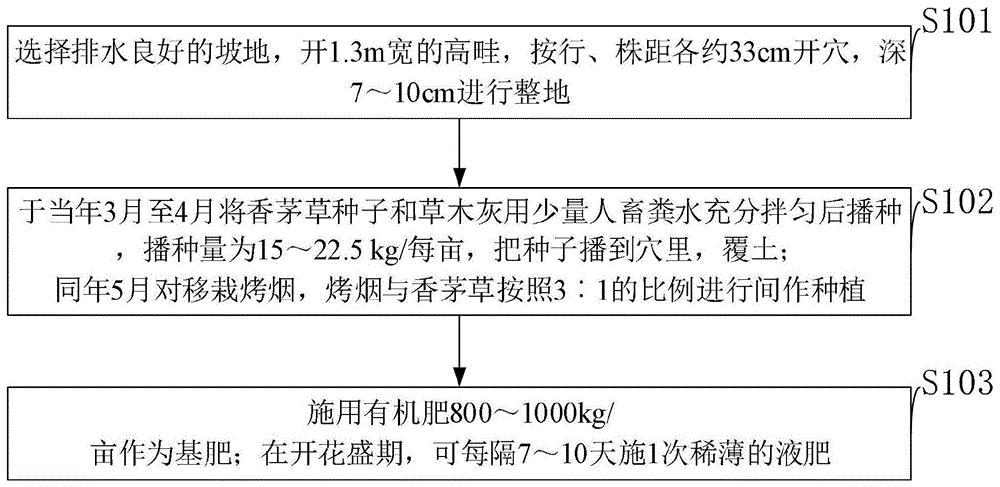 利用禾本科植物香茅草与烤烟间作控制烟草黑胫病的方法