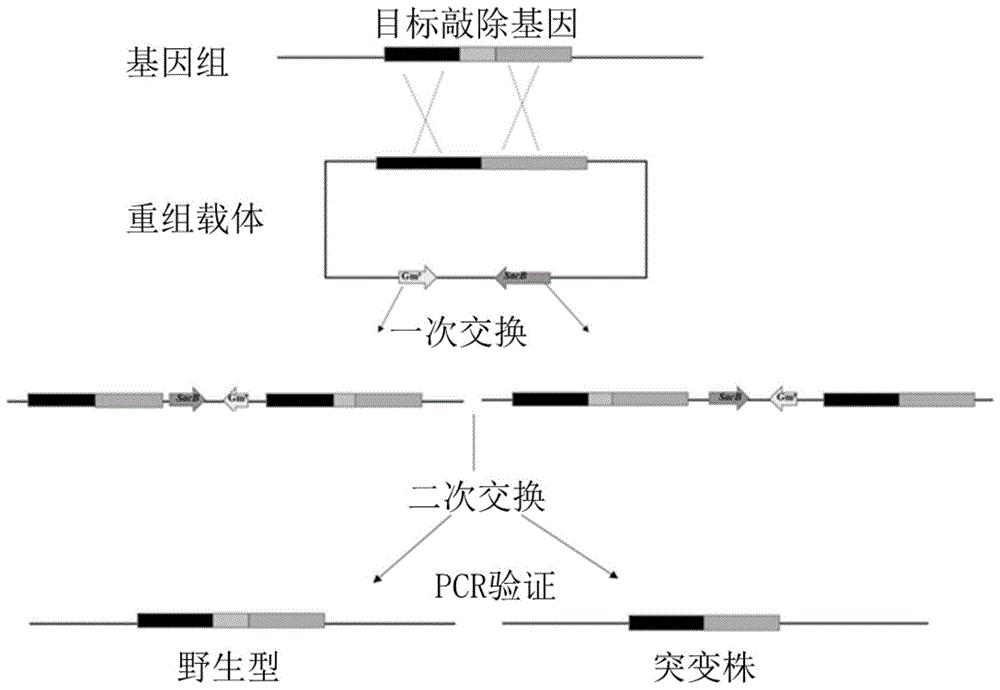 一种基于同源重组的变棕溶杆菌oh23基因敲除系统的构建方法与应用