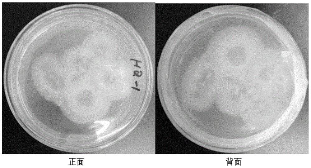 cn109971655a_一株黄芪内生球毛壳菌(chaetomium sp.