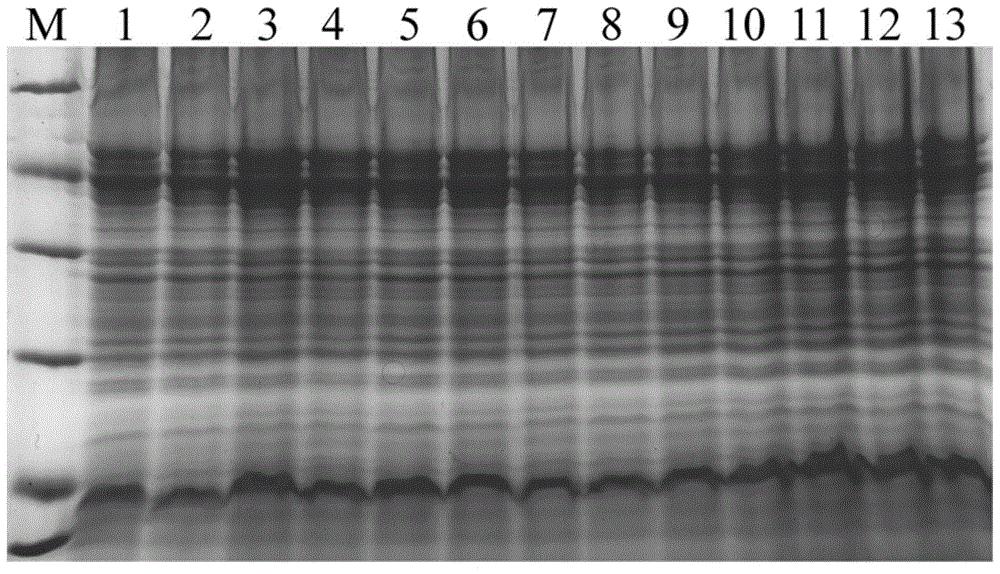 一种利用纳米锌制备的杀鲑气单胞菌灭活疫苗