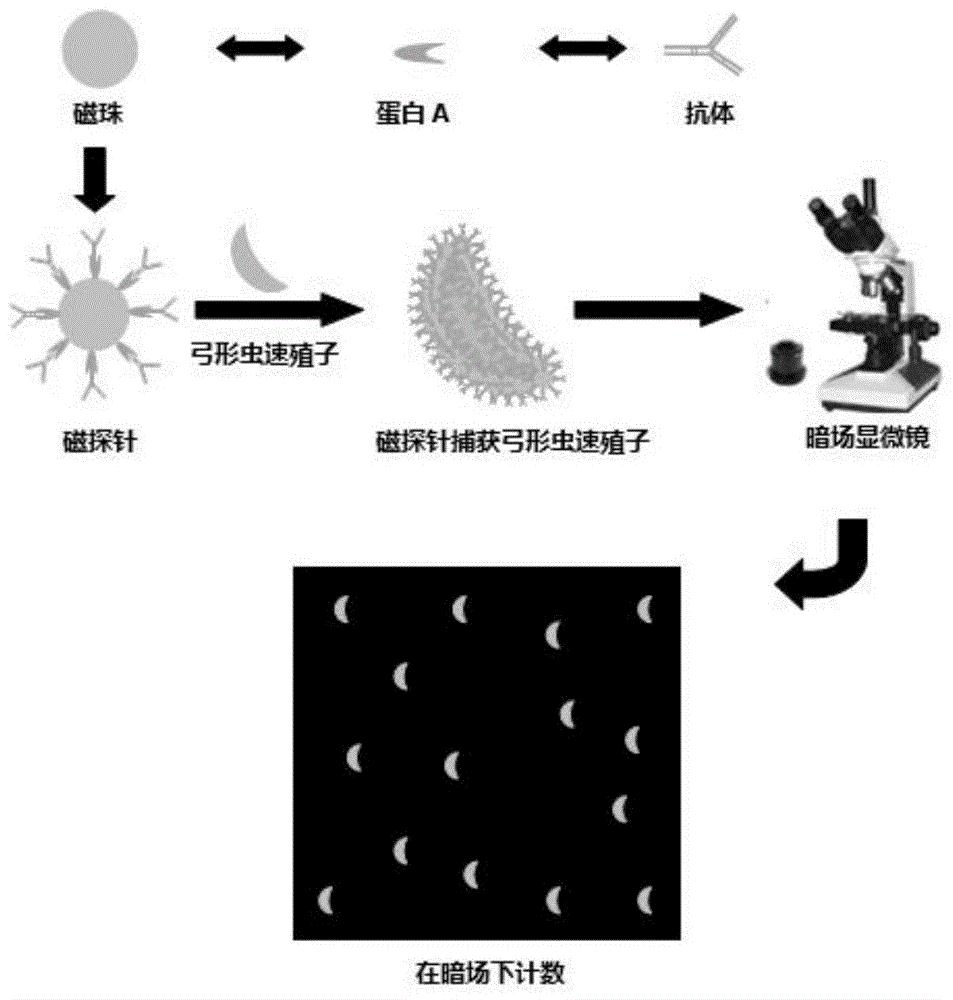 一种对弓形虫速殖子直接计数的方法