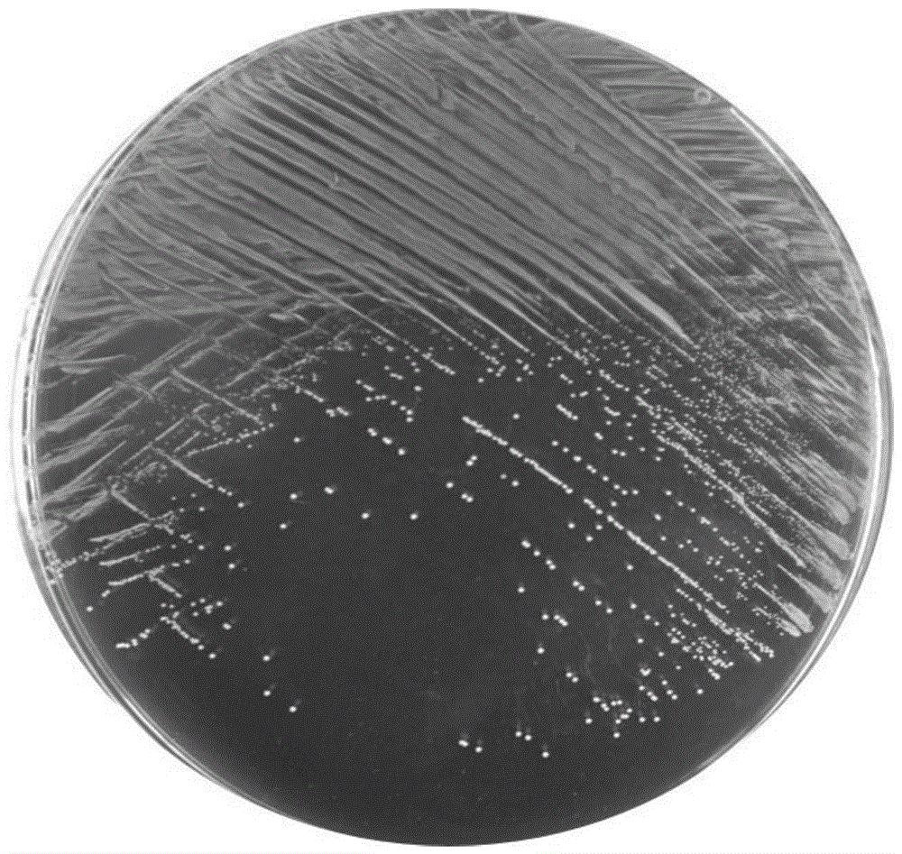 一种唾液乳杆菌y4及其应用