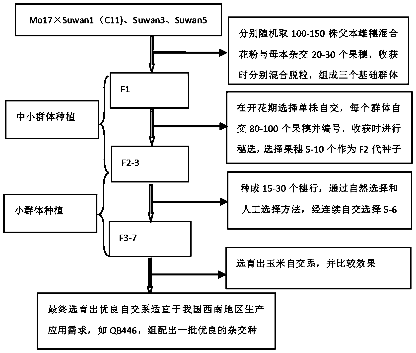 温热玉米自交系qb446的选育方法