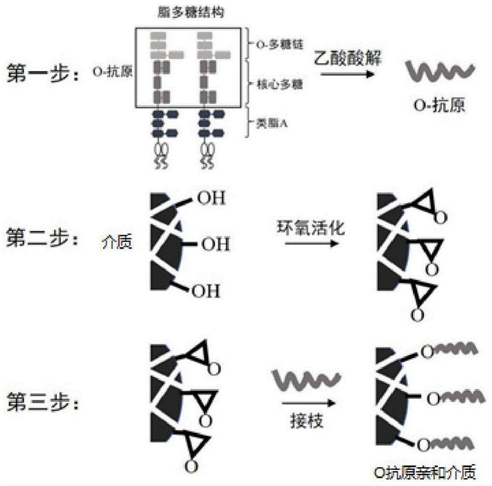 一种o抗原亲和介质及其制备方法和应用