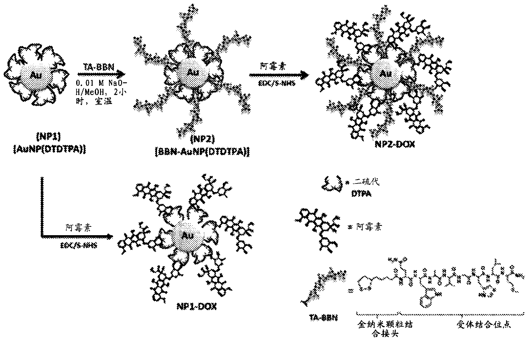 用于肿瘤治疗的靶向阿霉素金纳米缀合物