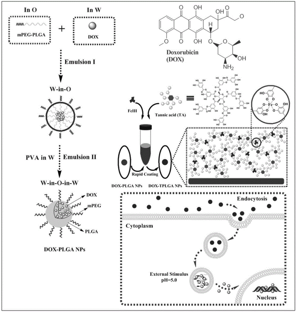 一种包载盐酸阿霉素的ta-fe(iii)修饰的plga纳米颗粒及其制备方法