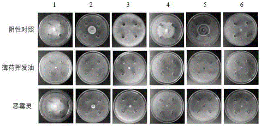 病中的应用或在防治导致中药材或作物地上部发生病害的致病菌中的应用