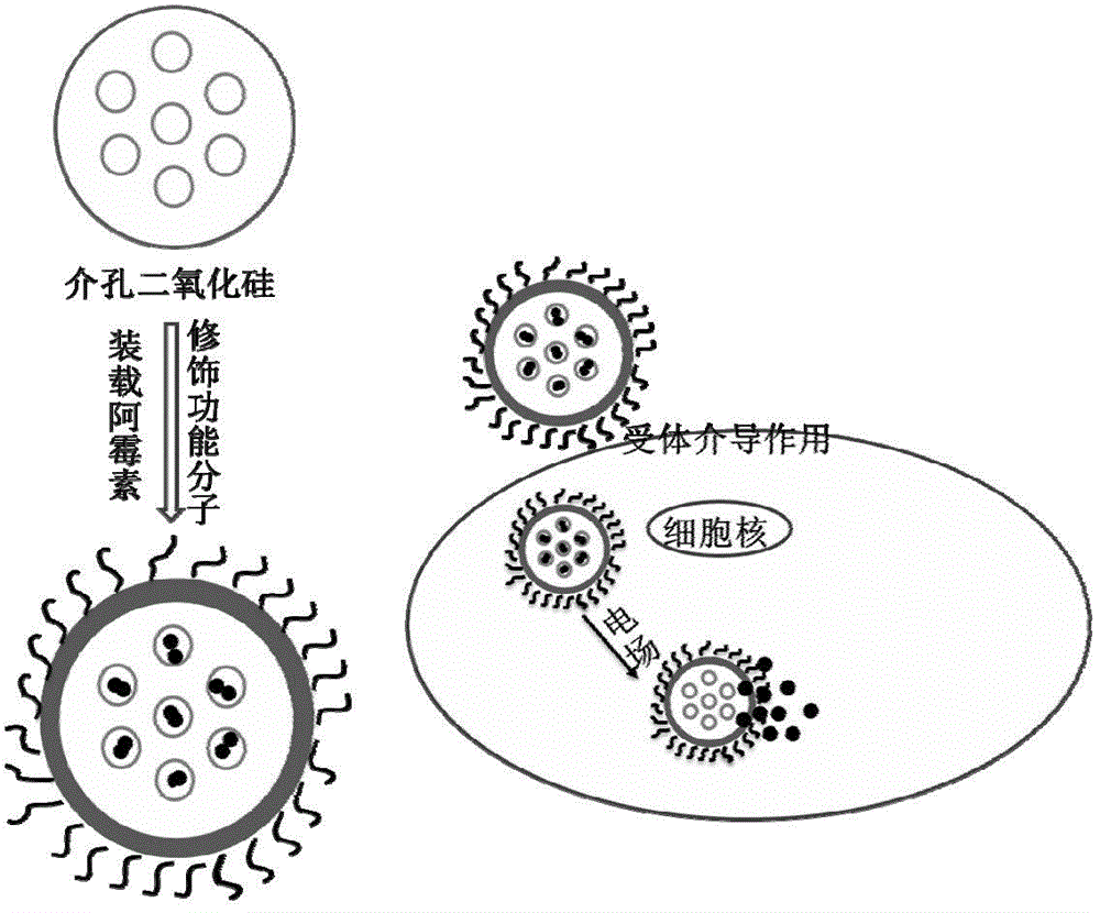 一種低頻脈衝電場響應的靶向釋藥體系