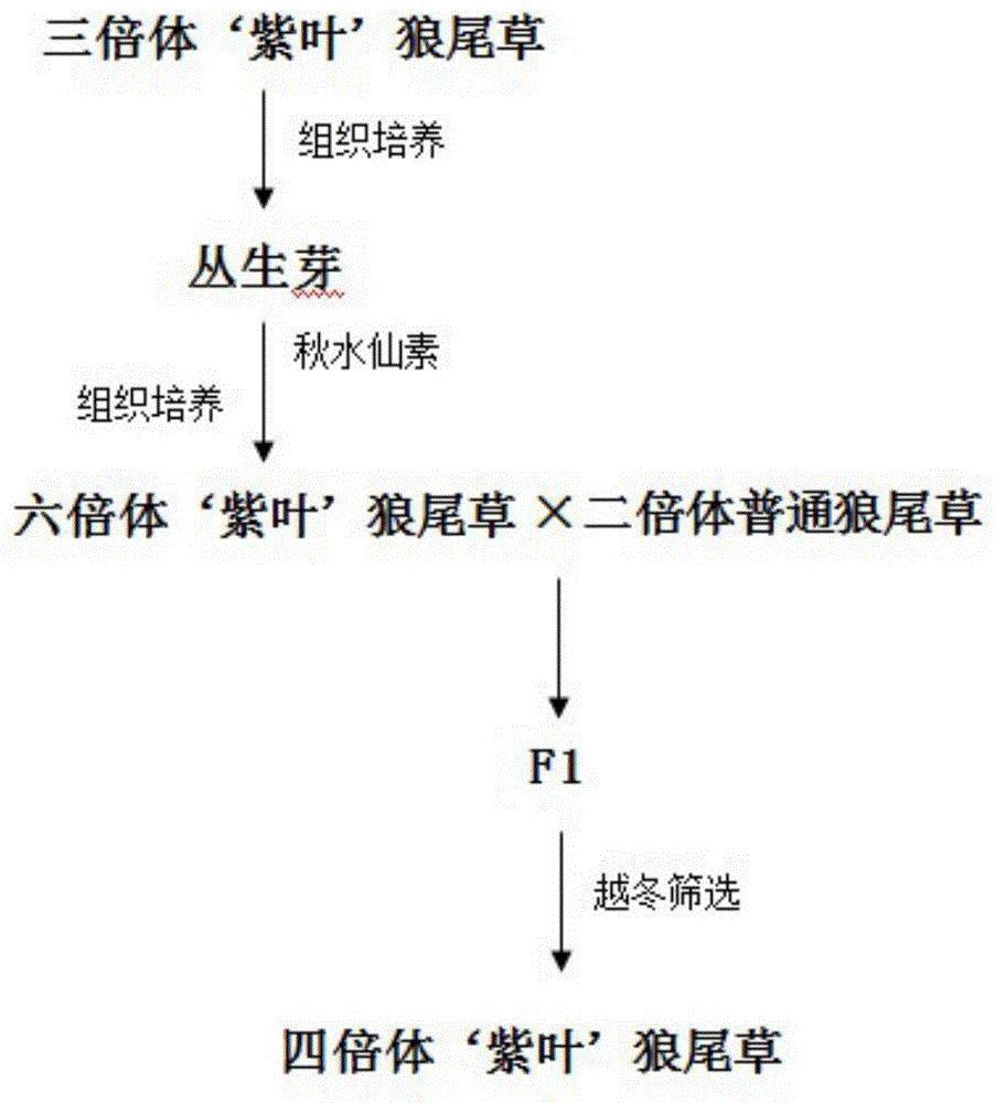 育性得到恢复,种植所得六倍体,选择植株表型优良的六倍体单株作为母本