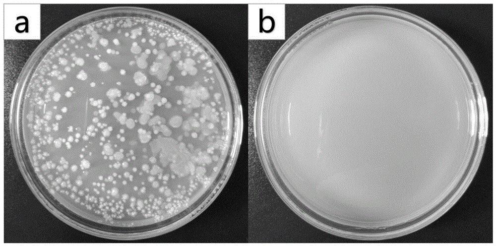 cn110314557a_一种生物制药用纳米纤维涂层除菌膜及其制备方法在审