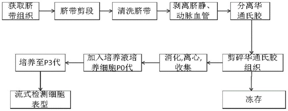 人脐带华通氏胶间充质干细胞及其制备方法