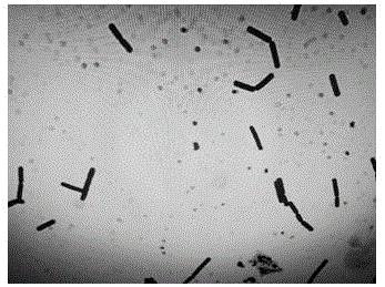 一株德氏乳杆菌保加利亚亚种菌株及其应用