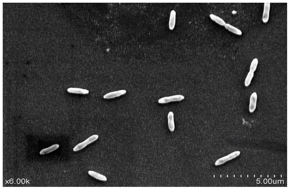 一株具备完全反硝化能力和快速脱氮能力的反硝化细菌及其应用
