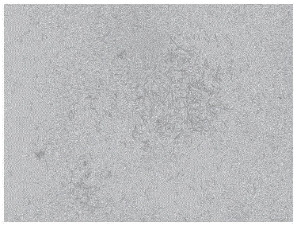 蜡样芽孢杆菌手绘图图片