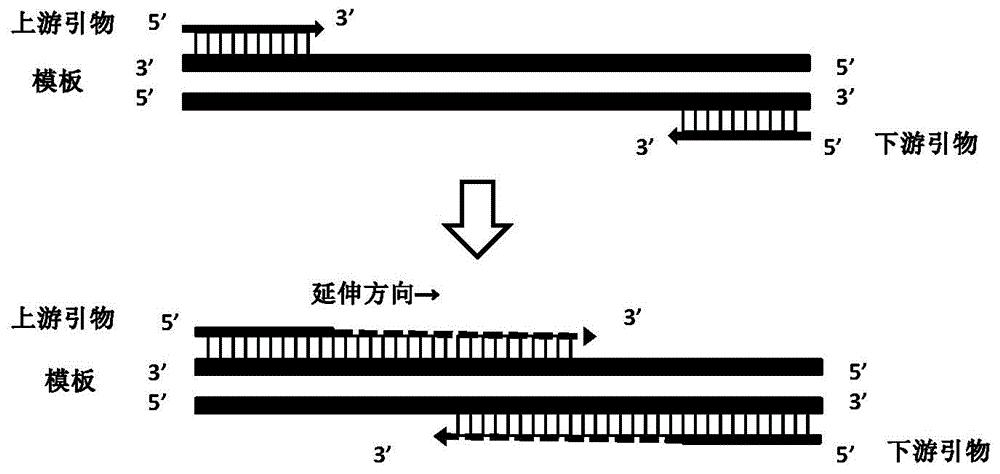 一种提高pcr扩增效率的引物设计方法及应用