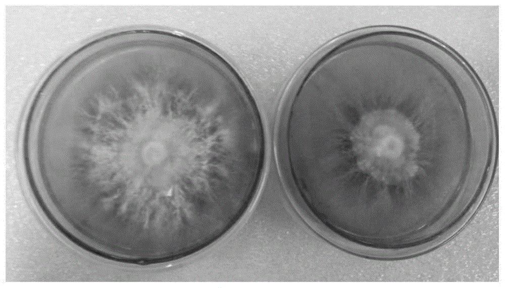 一种恶臭假单胞菌s9及其在促进鸡腿菇生长中的应用