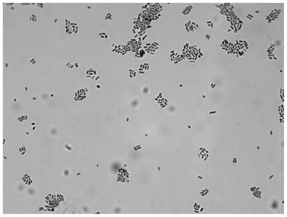 乳酸杆菌显微镜下形态图片
