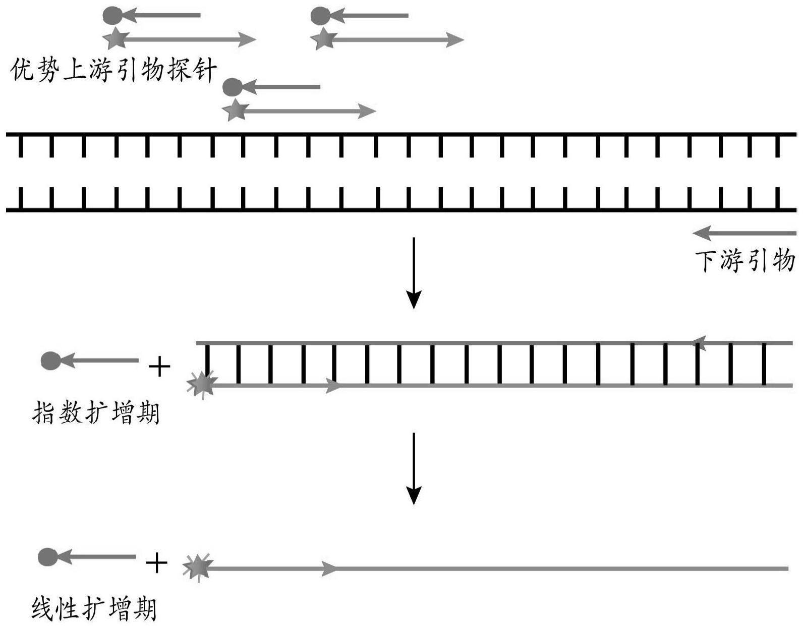 一种链置换引物介导不对称pcr生成单链dna的方法