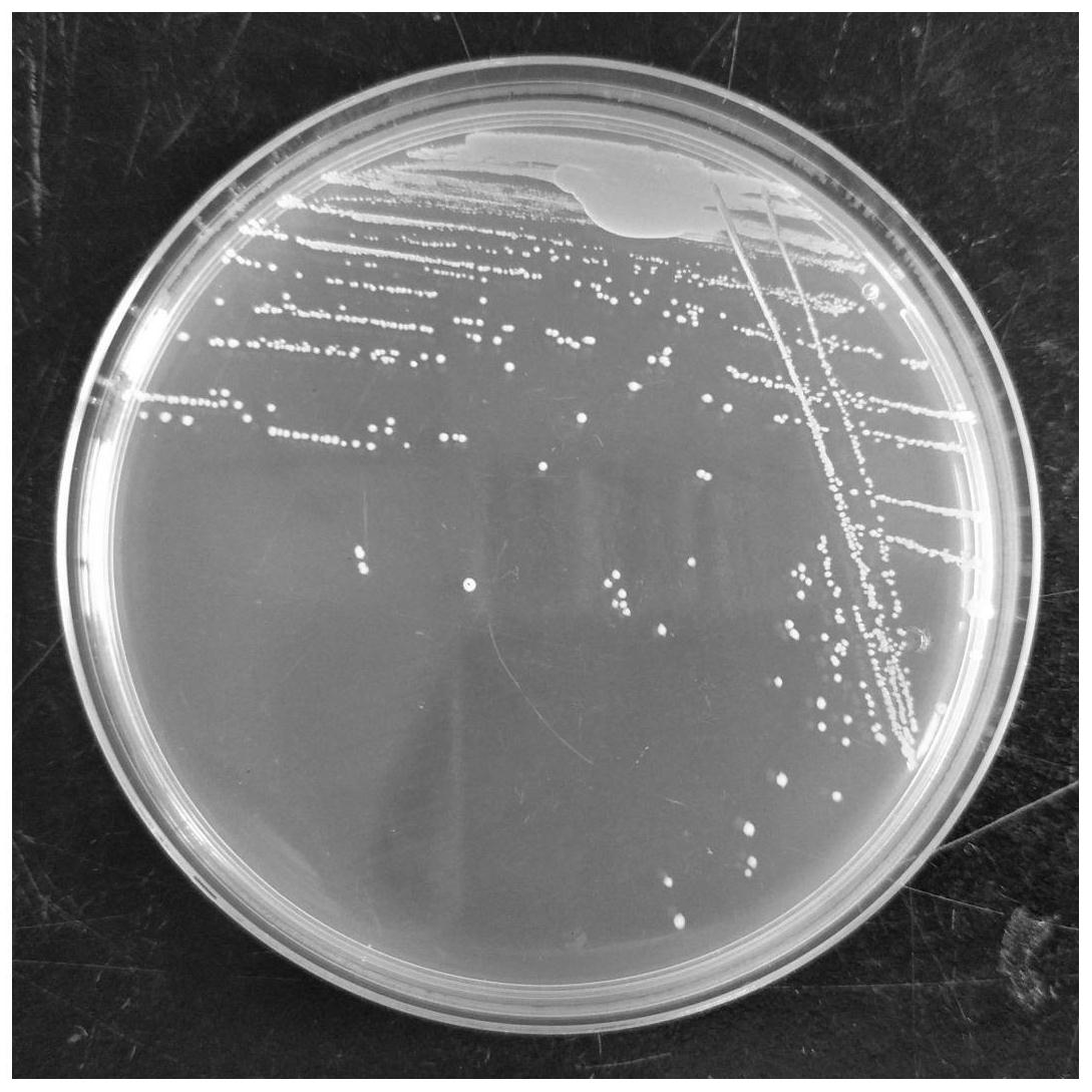 一株可高产硒代半胱氨酸的副干酪乳杆菌及其应用