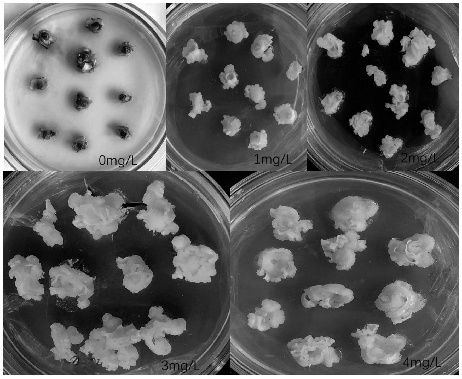 一种甘蔗品种胚性愈伤组织诱导方法