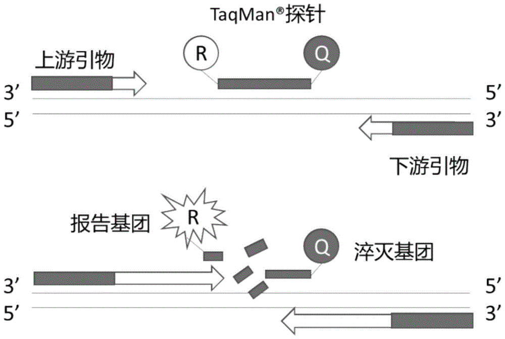 一种taqman探针法的cho宿主细胞dna残留检测试剂盒及其应用