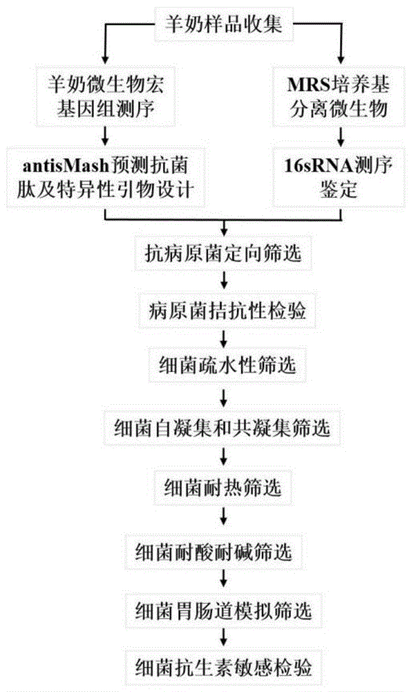 包括如下步驟:(1)mrs培養基微生物的分離及菌種鑑定;(2)湖羊奶微生物