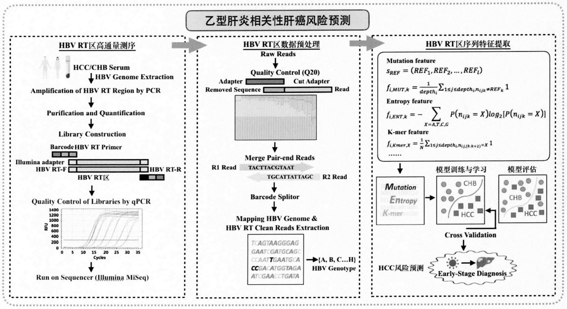 乙肝病毒模型图片