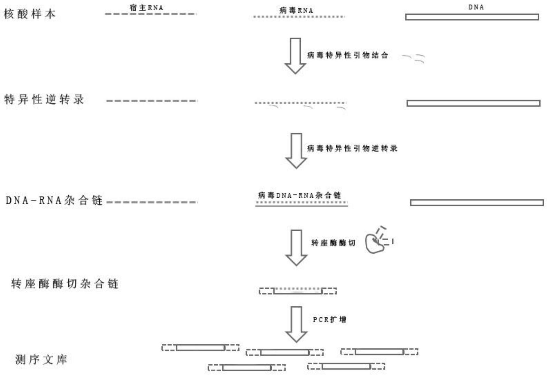 一种基于新冠病毒特异性逆转录引物的建库方法及运用