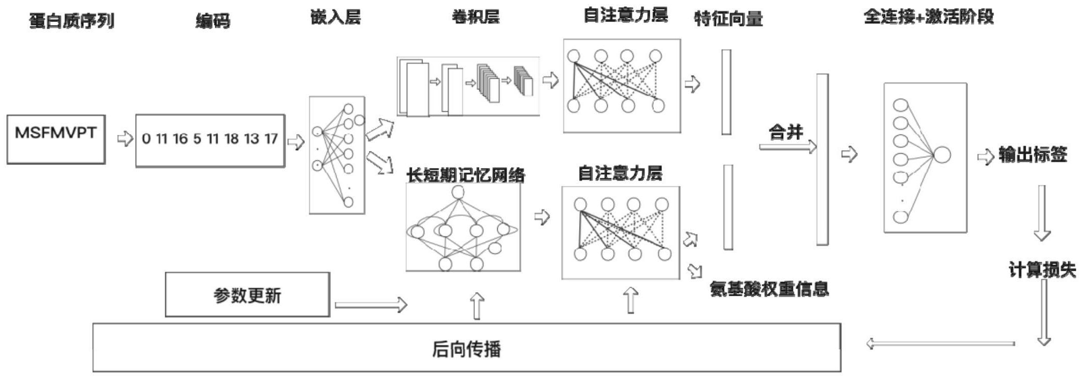 基於自注意力機制的dna結合蛋白鑑定和功能註釋的深度學習方法