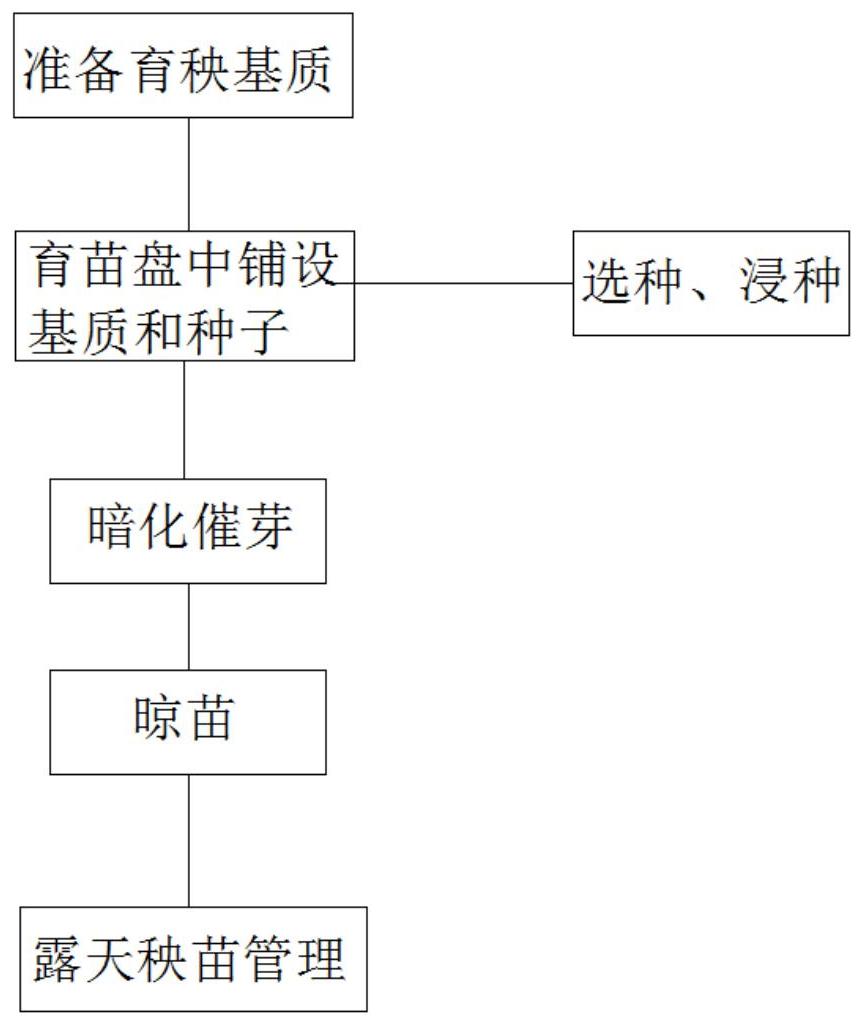 水稻育苗流程图片