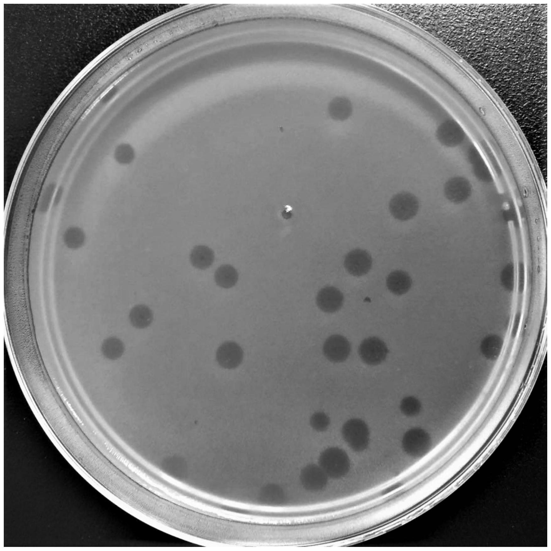 一种地毯草黄单胞菌噬菌体及其组合物试剂盒和应用