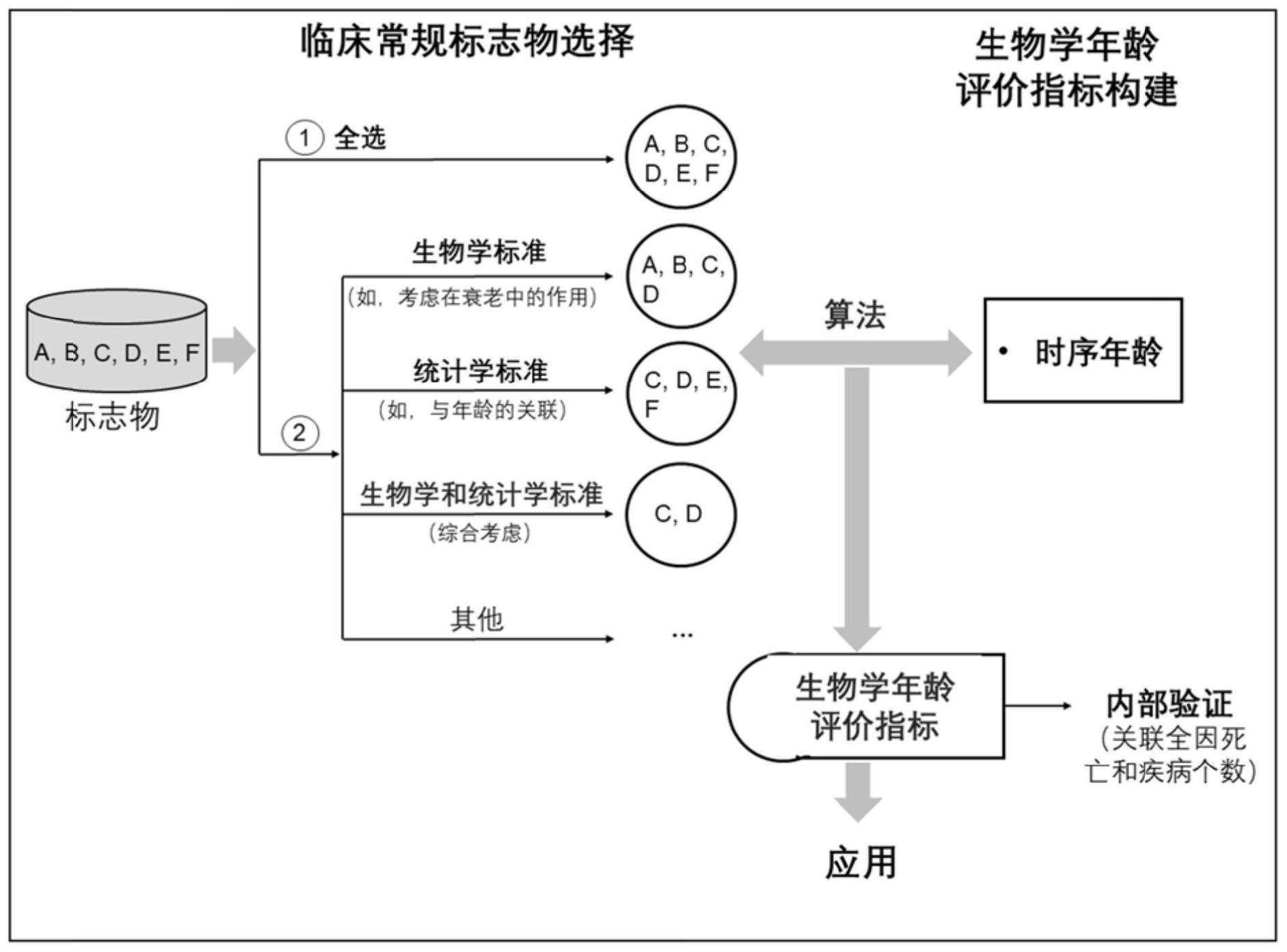 基于临床标志物构建中国人群生物学年龄评价模型的方法及评价方法