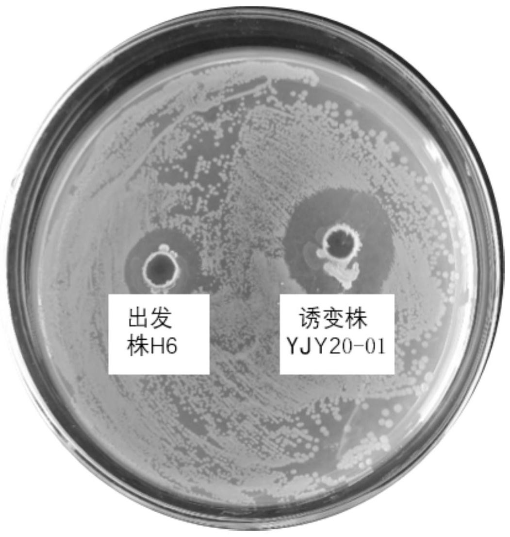 一株霍亂弧菌拮抗株及其應用
