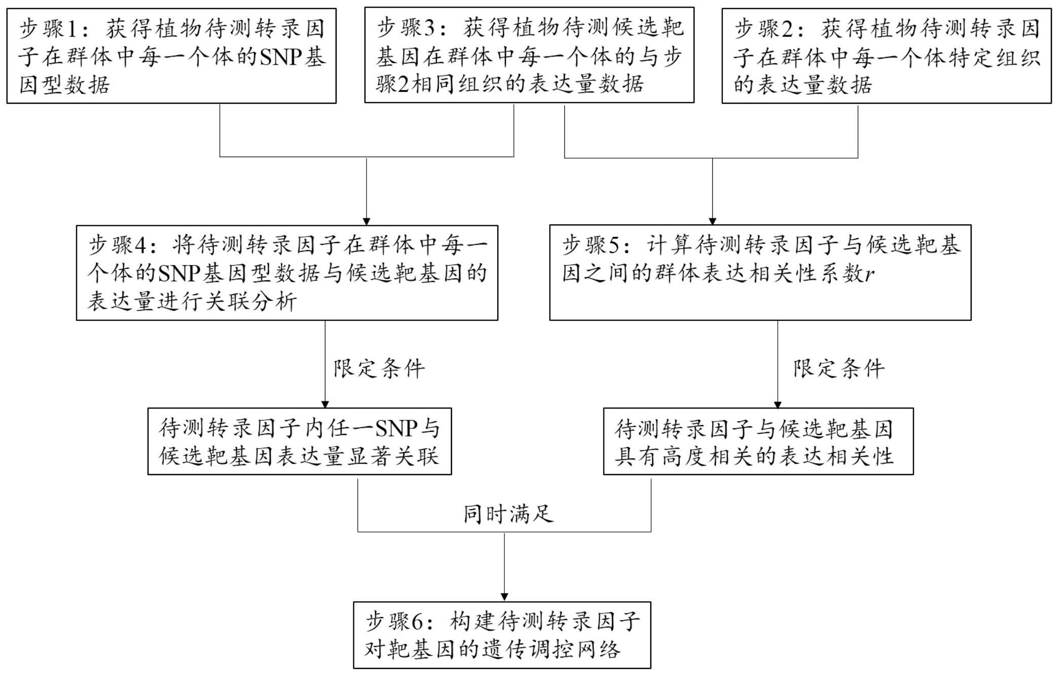 一种构建植物转录因子对靶基因遗传调控网络的方法