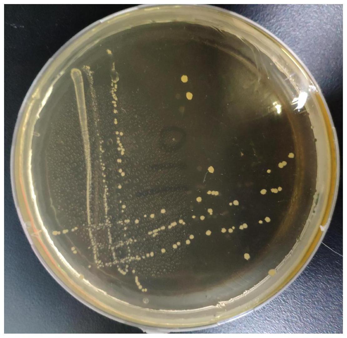 一种副干酪乳杆菌及其在宠物犬犬粮中的应用